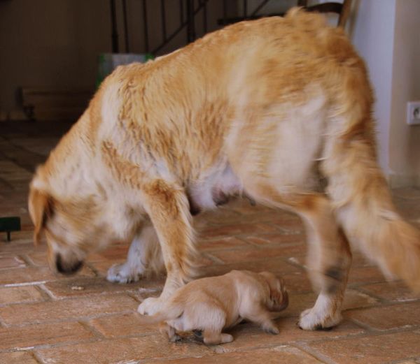 la SPA FRENCH WORDADAY