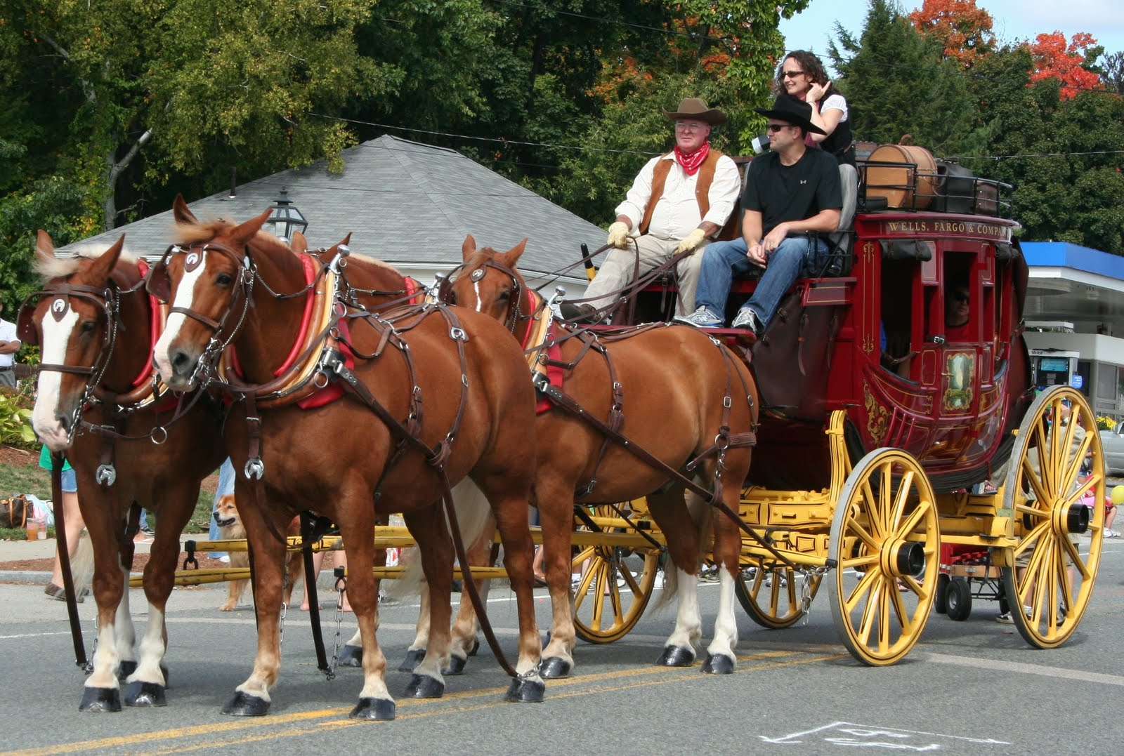blue eyes Shrewsbury Fall Festival Parade